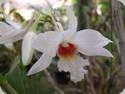 Dendrobium draconis